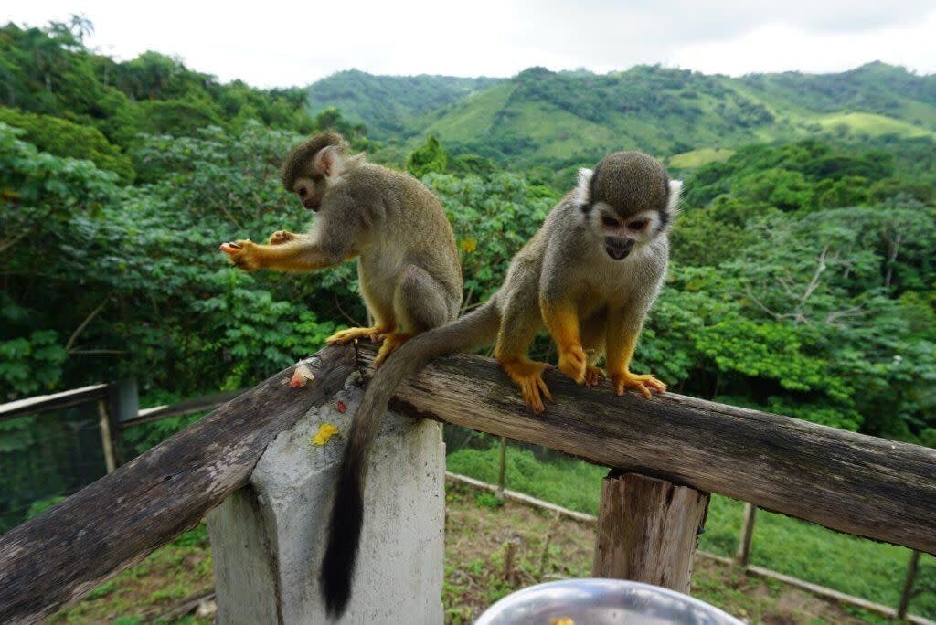 MonkeyLand